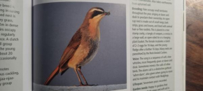 Cape Robin's Nest: A truly secluded 2 bedroom flat with outside dining and braai area with lots of seating for private entertaining. Wonderful birdlife with over 20 identified species. Access to spaci